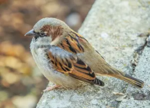 House sparrow Passer domesticus young bird<br> House sparrow Passer domesticus young bird