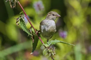 House sparrow - young bird (Passer domesticus)