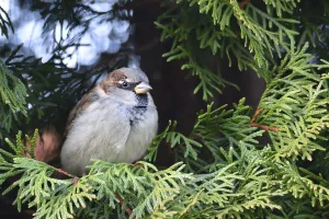 House sparrows (Passer domesticus) sitting on a conifer