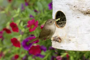 House Wren (Troglodytes aedon) adult