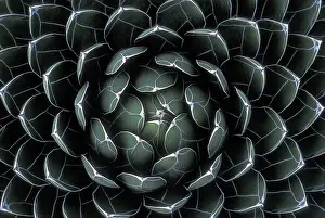 Houseleek (Sempervivum), Lanzarote, Spain