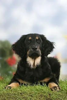 Hovawart, black-marks, puppy, 4 months
