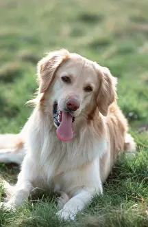 Hovawart, blond