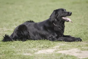 Hovawart dog, male