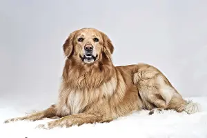 Hovawart lying on a white plush blanket