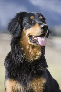 Hovawart, portrait, northern Tyrol