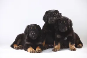 Hovawart, puppies, 6 weeks, black-marks