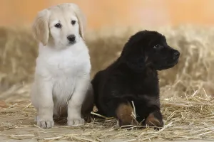 Framed Print : Hovawart, puppies, 9 weeks, black-marks and blond