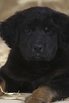 Hovawart, puppy, 9 weeks
