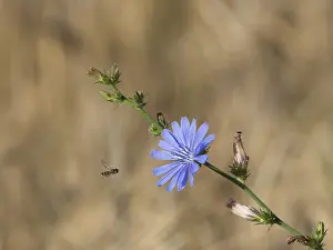 A hoverfly in front of a chicory flower
