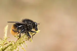 Hoverfly, Criorhina ranuculi, male