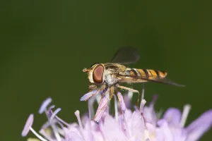 Hoverfly Epistrophe balteata - wood scabious Knautia sylvatica - Germany