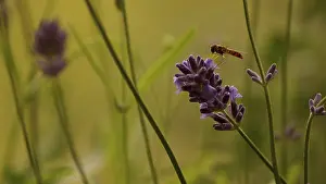 Hoverfly (syrphidae)