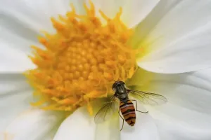 Hoverfly (Syrphidae) at a bloom