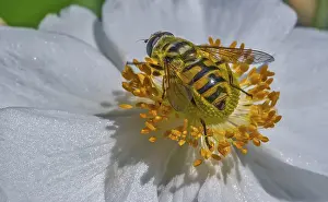 Hoverfly (Syrphidae) Diptera Arthropoda On A Flower