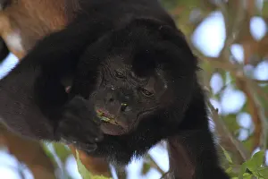 Howler monkey (Alouatta, Alouatta caraya)