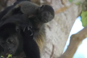 Howler monkey (Alouatta, Alouatta caraya)