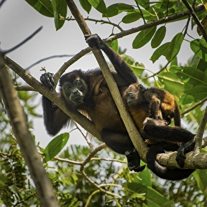 Howler Monkey (Alouatta), mother with child watching the action on the ground