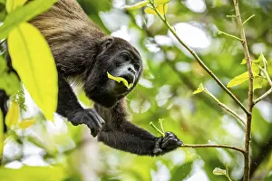 Howler monkey (Alouatta palliata) eating leaves in a tree