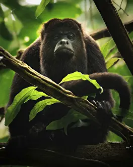 A howler monkey rests on a branch in the lush Belizean rainforest