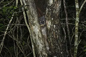 Hubbard's sportive lemur (Lepilemur hubbardorum) between tree trunks