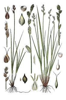Hudson Bay Sedge (Carex heleonastes)
