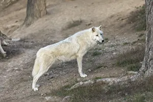 One Hudson Bay wolf (Canis lupus hudsonicus) standing on a dry forest floor