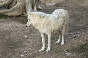 One Hudson Bay wolf (Canis lupus hudsonicus) walking over a dry forest floor