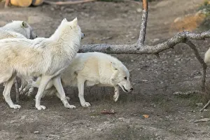 Three Hudson Bay wolves (Canis lupus hudsonicus) walking over a dry forest floor