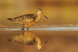 Hudsonian Godwit (Limosa haemastica) in a pond in the tundra near Churchill