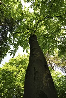 Huge beech tree in the forest