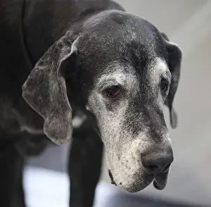 Framed Print : Huge black Great Dane looking, close to