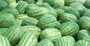 Huge heap of ripe organic watermelons at market stall in India
