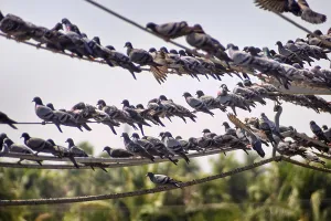 A huge number of Blue dove (Indian-Sri Lanka dove)