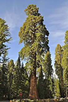 Framed Print : A huge Sequoia tree, giant sequoia (Sequoiadendron giganteum) Framed Print : A huge Sequoia tree, giant sequoia (Sequoiadendron giganteum)