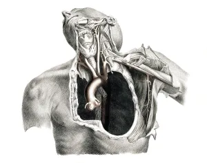 Human anatomy, medicine, the circulatory system