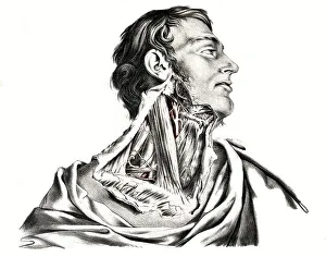 Human anatomy, medicine, the circulatory system