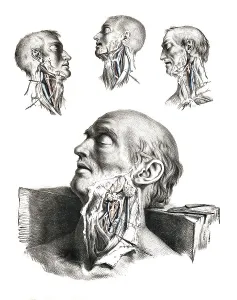 Human anatomy, medicine, the circulatory system