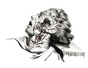 Human anatomy, medicine, the circulatory system