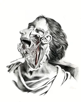 Human anatomy, medicine, the circulatory system