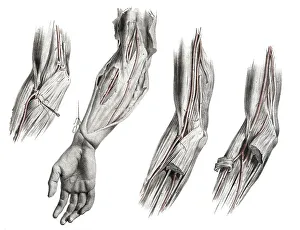 Human anatomy, medicine, the circulatory system