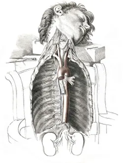 Human anatomy, medicine, the circulatory system