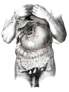 Human anatomy, medicine, the circulatory system