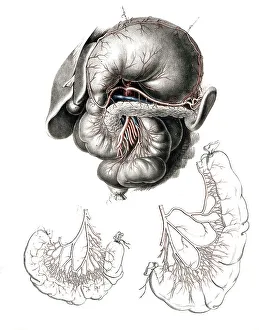 Human anatomy, medicine, the circulatory system