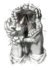 Human anatomy, medicine, the circulatory system