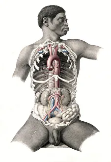 Human anatomy, medicine, section of the torso of a seated black man