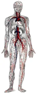 Human blood vessels, historical drawing