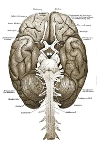 Human brain, anatomical illustration