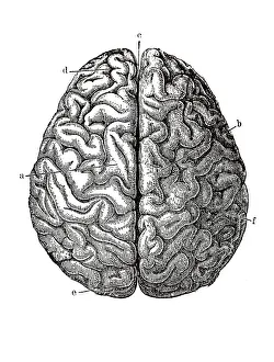 Human brain, anatomical illustration