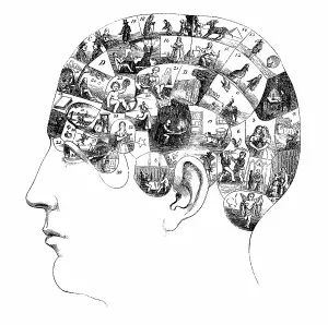 The human brain, shown with activities in various cortical areas